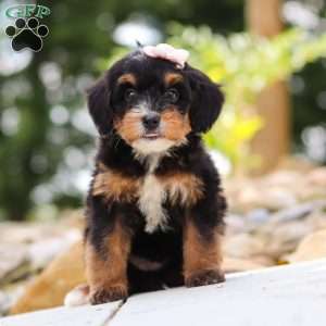 Sweet Caroline, Mini Bernedoodle Puppy